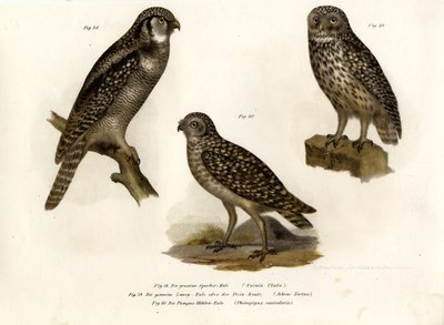 Nordkauz, 1864 von German School
